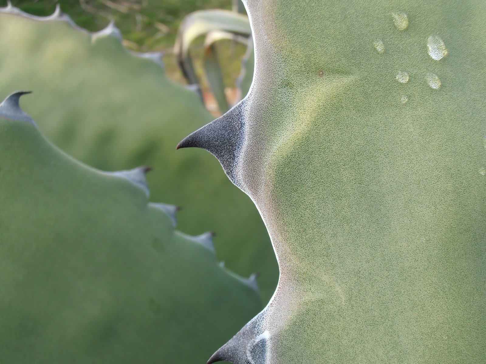 Agave